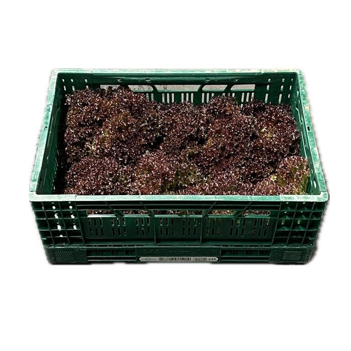 Lollo Rosso 1 Stk. "Belgien" – Bild 1