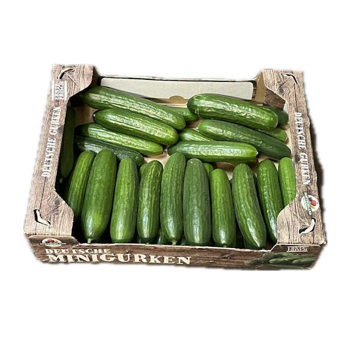 Gurken Mini 32er "Papenburg" – Bild 1