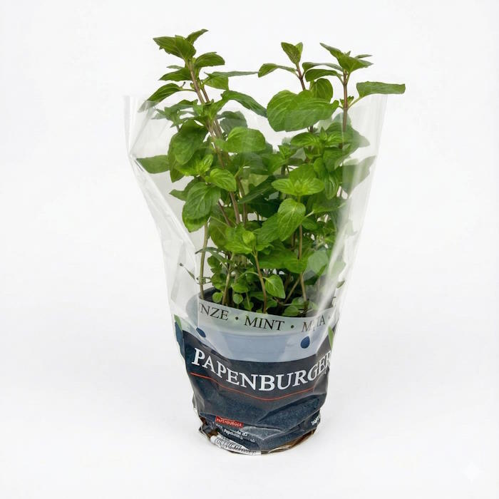 Minze Topf dt. – Bild 1