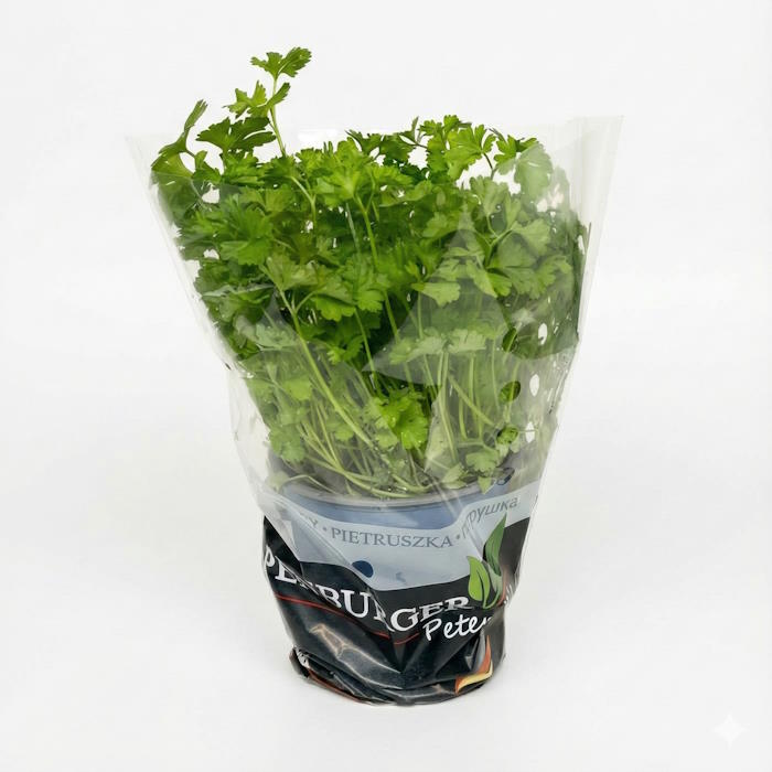 Petersilie kraus Topf – Bild 1