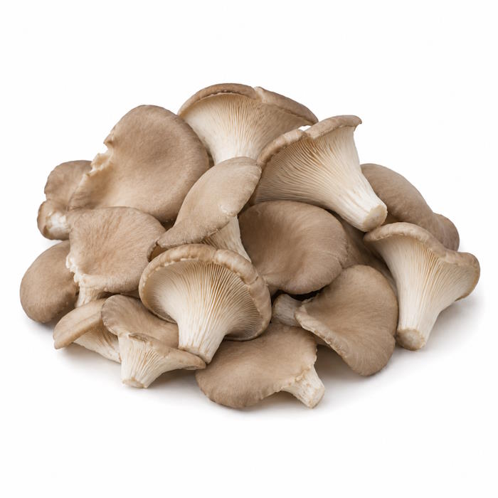 Austernpilze 2 kg – Bild 1
