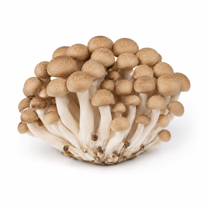 Buchenpilze/Shimejii braun 20 x 150g – Bild 1