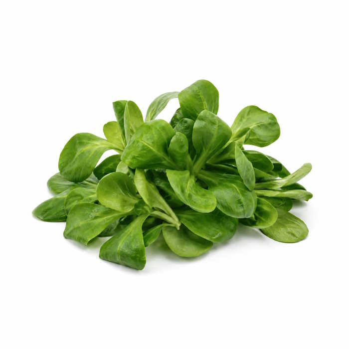 Feldsalat 1 kg -Belgien- – Bild 1