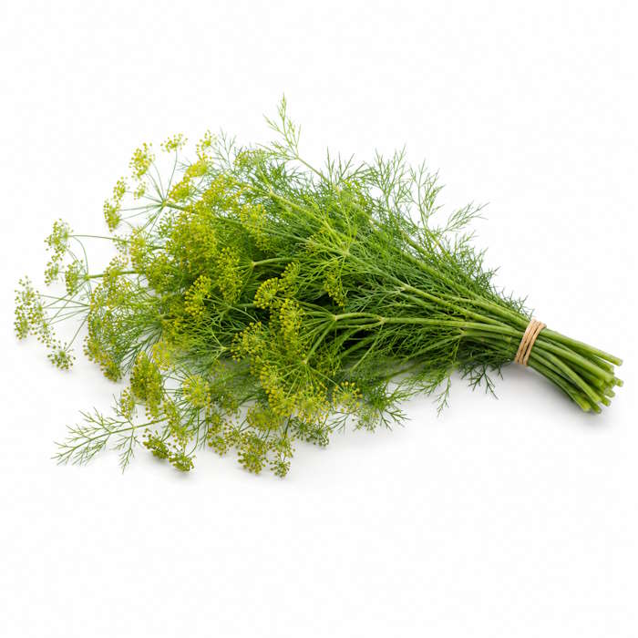 Einlege Dill (Gurkendill) – Bild 1