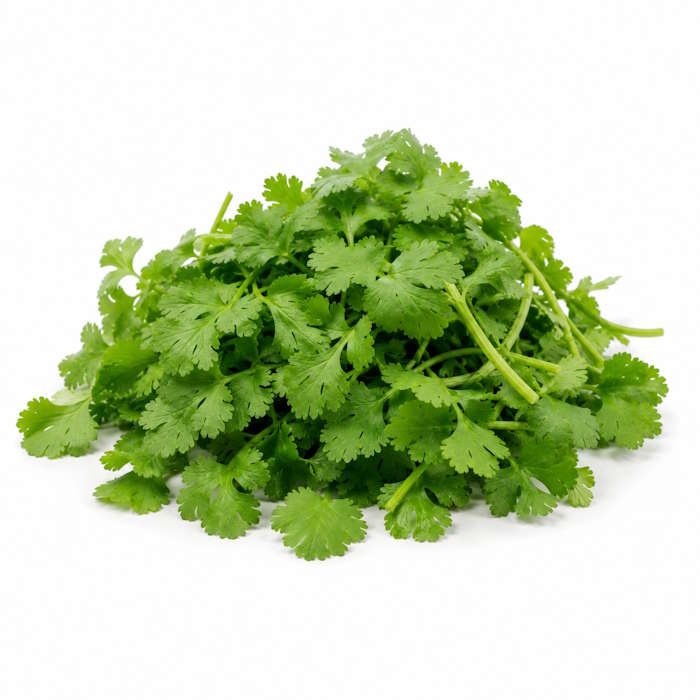Koriander 2kg Spanien (Styropor) – Bild 1
