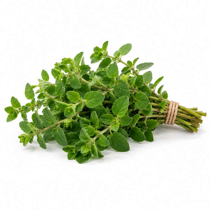 Oregano Bund – Bild 1