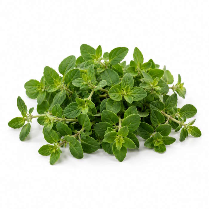 Oregano lose 1kg – Bild 1