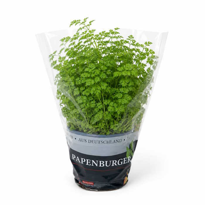 Kerbel Topf – Bild 1